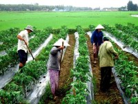 Kế họach triển khai thi hành Luật Trồng trọt, Luật Chăn nuôi trên địa bàn tỉnh Bình Định